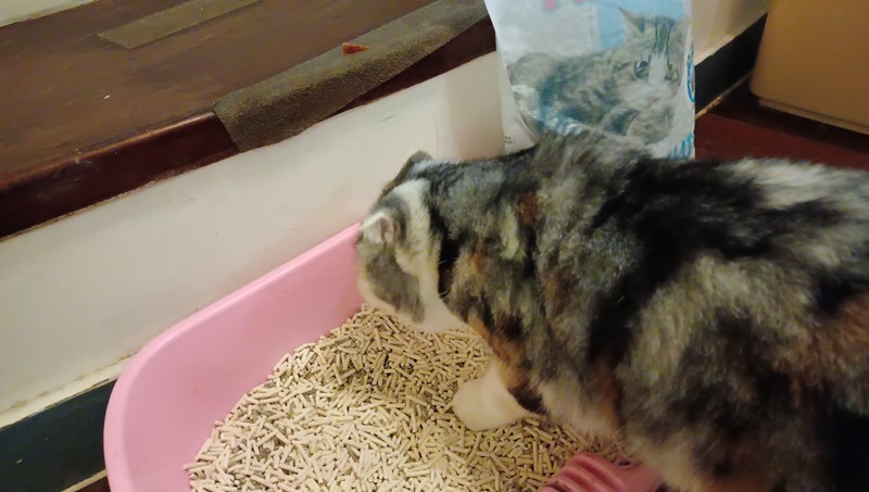 女人知己試用大隊,口碑行銷,部落客行銷,PurreLand 倍淨豆腐貓砂,好市多購買,COSTCO購買,豆腐貓砂,PurreLand倍淨,低粉塵,易清理,可沖馬桶,提供絕佳的除臭與凝結力,豆腐貓砂評價,貓砂評價,使用心得,貓砂分享,好用,原味,綠茶,豆腐砂,水量需完全覆蓋貓砂,水量需貓砂的2~3倍以上,豆腐砂評價,高CP值,划算